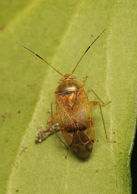 Pinalitus cervinus