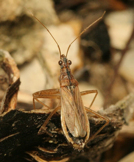 Nabis rugosus - foltoslábú tolvajpoloska
