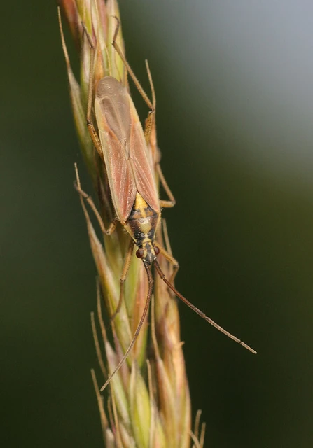 Leptopterna ferrugata - vastagcsápú mezeipoloska