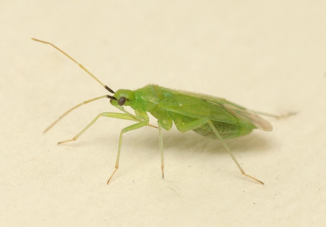 Macrolophus rubi