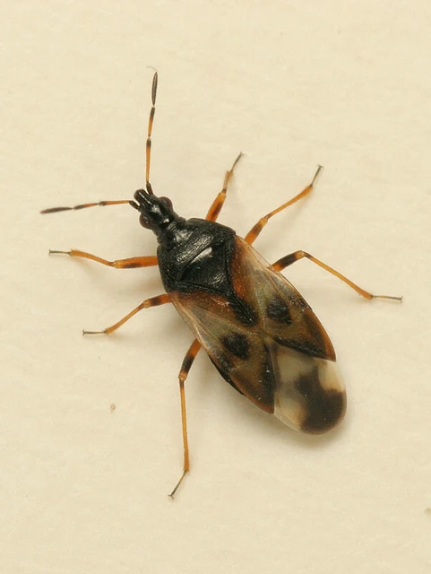 Anthocoris nemorum - mezei virágpoloska Anthocoris nemorum - mezei virágpoloska