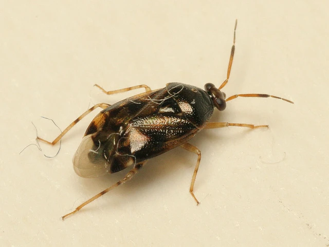 Deraeocoris lutescens - sárgás mezeipoloska
