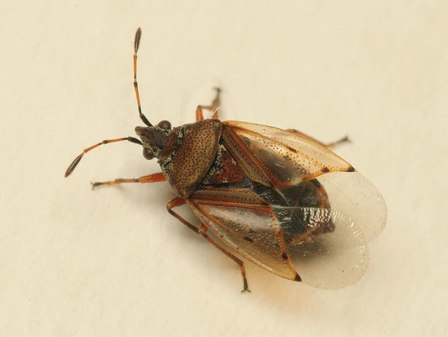 Kleidocerys resedae - nyírbodobács Kleidocerys resedae - nyírbodobács