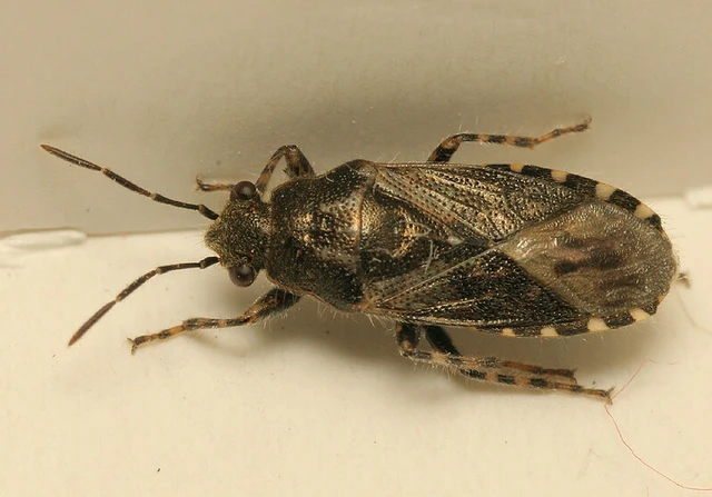 Heterogaster urticae - tarka bodobács