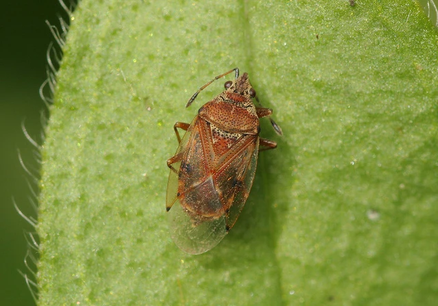 Kleidocerys resedae - nyírbodobács Kleidocerys resedae - nyírbodobács