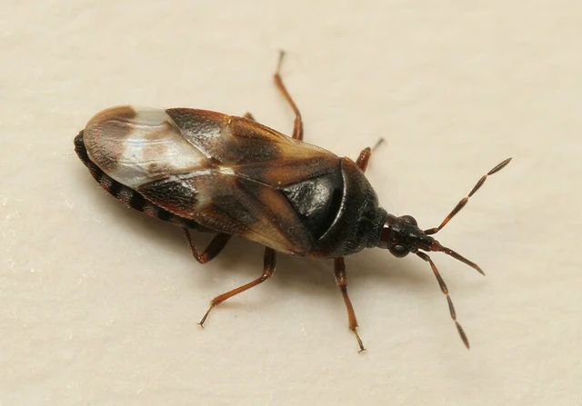 Anthocoris nemoralis - fakó virágpoloska Anthocoris nemoralis - fakó virágpoloska