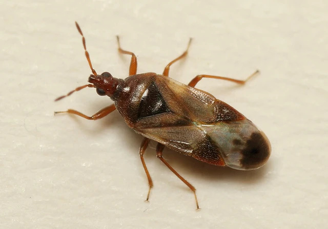 Anthocoris Anthocoris