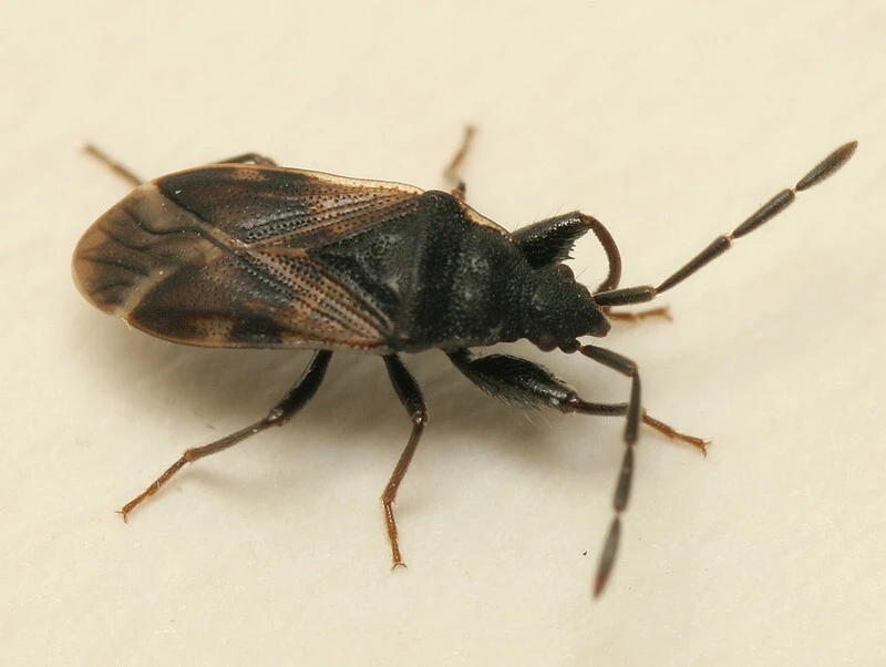 Taphropeltus contractus