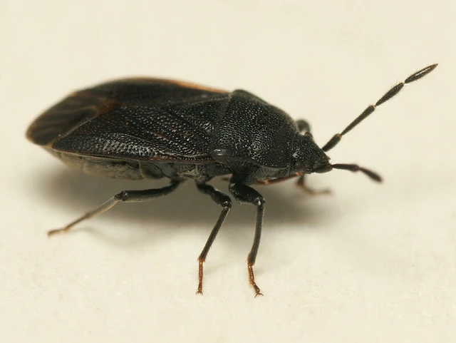 Drymus ryeii