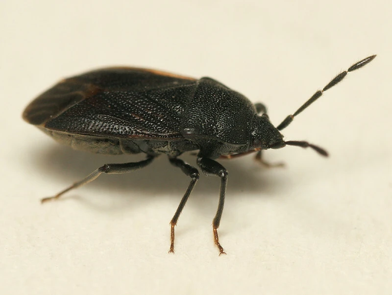 Drymus ryeii