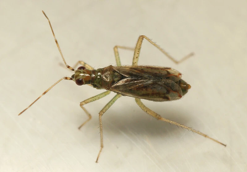 Dicyphus stachydis