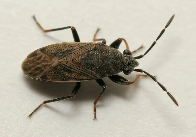 Peritrechus geniculatus - vastagcsápú feketésbodobács