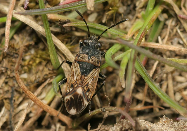 Peritrechus lundii
