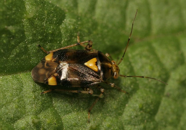 Liocoris tripustulatus - hárompettyes mezeipoloska