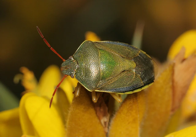 Piezodorus lituratus - bíboros címerespoloska Piezodorus lituratus - bíboros címerespoloska