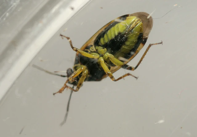 Orthops