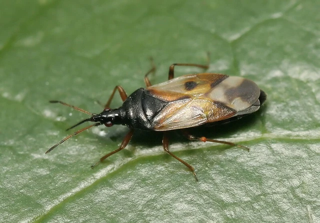 Anthocoris nemorum - mezei virágpoloska Anthocoris nemorum - mezei virágpoloska