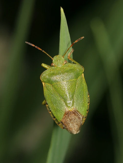 Palomena prasina - zöld bogyómászó-poloska Palomena prasina - zöld bogyómászó-poloska