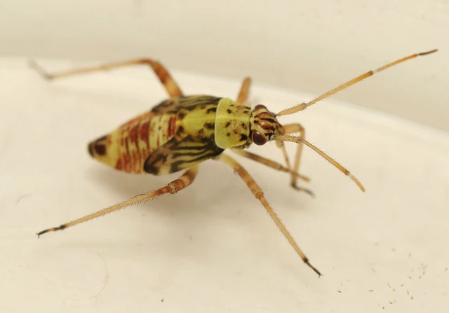 Rhabdomiris striatellus - zebra-mezeipoloska