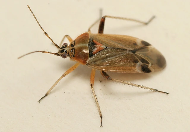 Harpocera thoracica - sarlóscsápú mezeipoloska