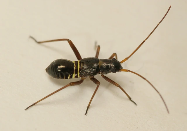 Miris striatus - sávos mezeipoloska