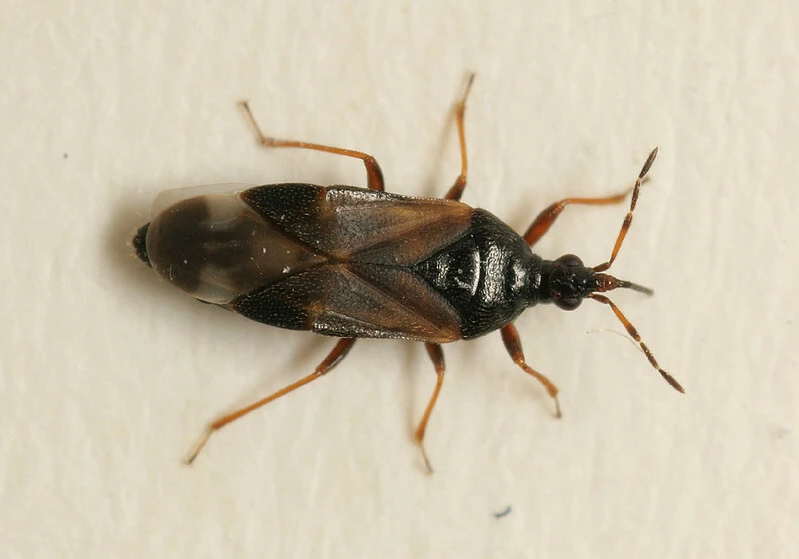 Anthocoris confusus