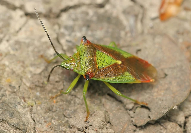 Acanthosoma haemorrhoidale - nagy dajkapoloska Acanthosoma haemorrhoidale - nagy dajkapoloska