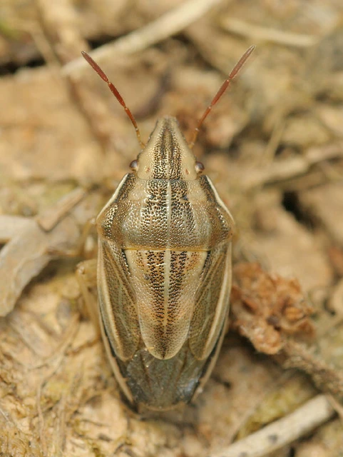 Aelia acuminata - közönséges szipolypoloska Aelia acuminata - közönséges szipolypoloska