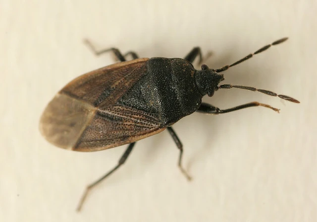 Drymus sylvaticus - erdei bodobács