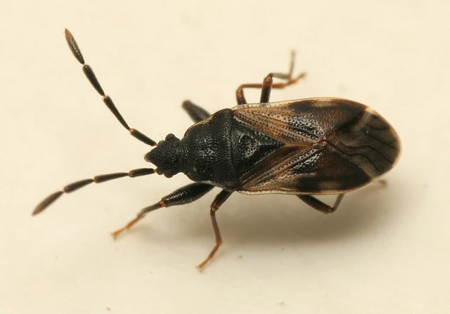 Taphropeltus contractus