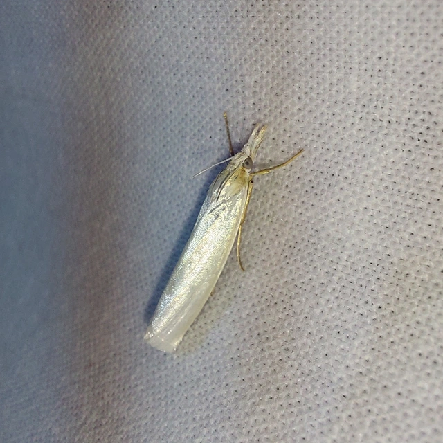 Crambus perlella - gyöngyházas fűgyökérmoly