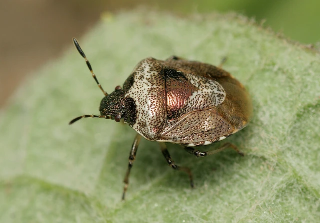 Stagonomus venustissimus - foltos feketefejű-poloska Stagonomus venustissimus - foltos feketefejű-poloska