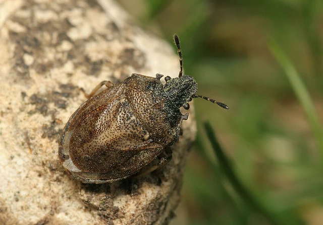 Podops inunctus - szarvas pajzsospoloska Podops inunctus - szarvas pajzsospoloska
