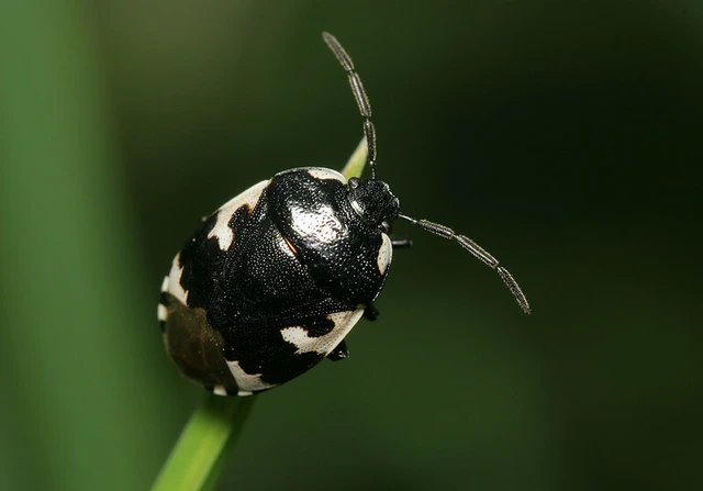 Tritomegas bicolor - foltos földipoloska