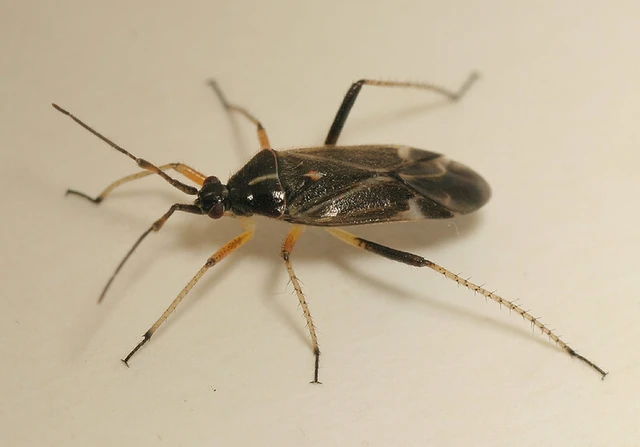 Harpocera thoracica - sarlóscsápú mezeipoloska