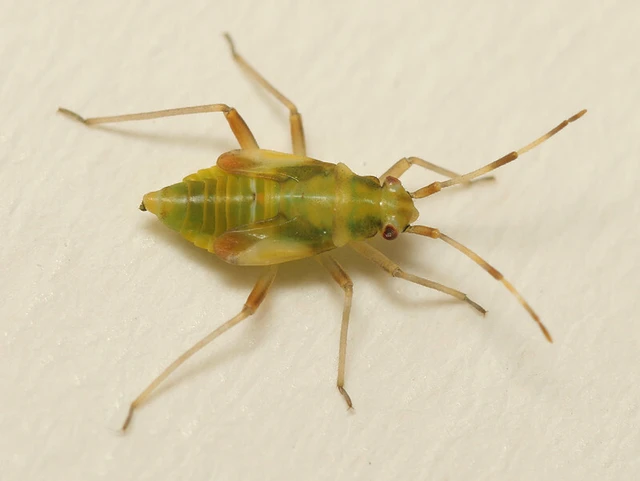 Dryophilocoris flavoquadrimaculatus - sárgafoltos mezeipoloska