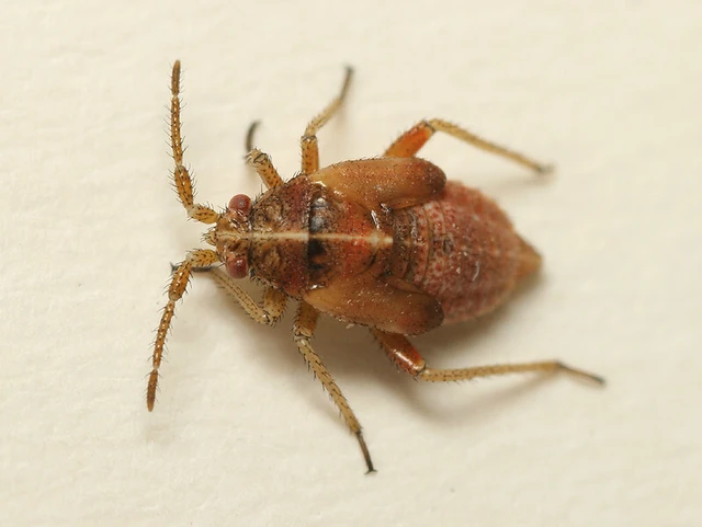 Harpocera thoracica - sarlóscsápú mezeipoloska