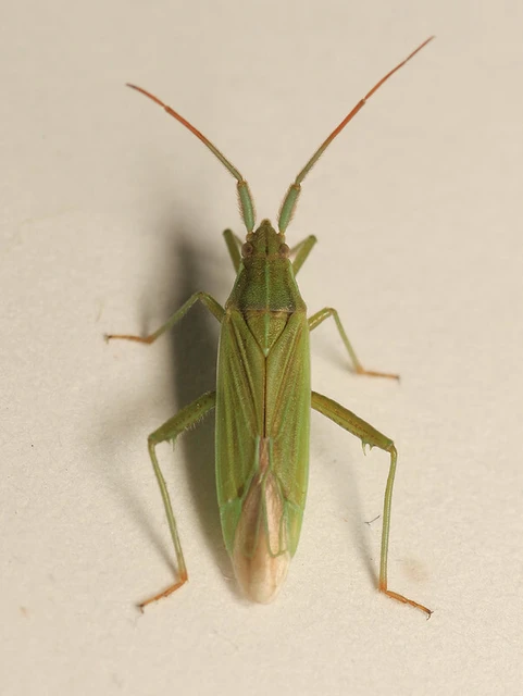 Stenodema calcarata - sarkantyús mezeipoloska
