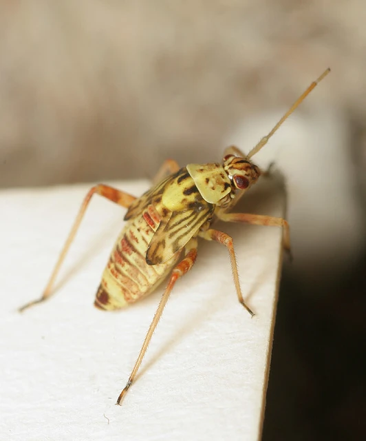 Rhabdomiris striatellus - zebra-mezeipoloska