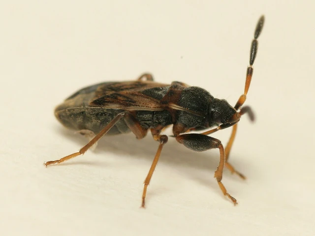 Scolopostethus thomsoni - közönséges csalánbodobács Scolopostethus thomsoni - közönséges csalánbodobács