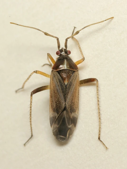 Harpocera thoracica - sarlóscsápú mezeipoloska