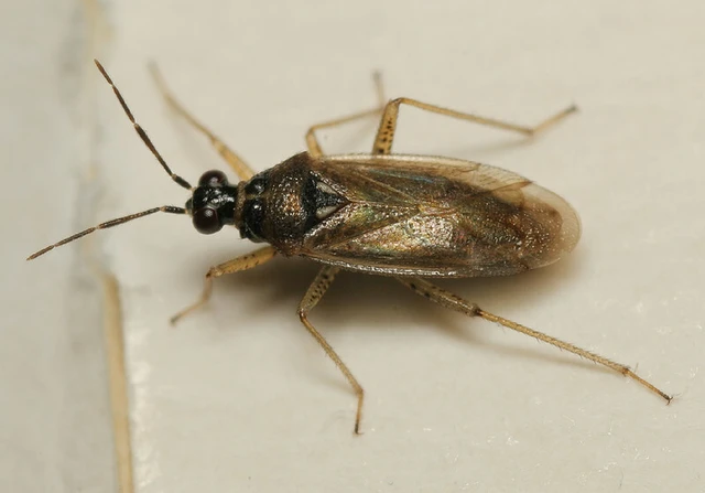 Dicyphus globulifer - kis karcsúnyakú-mezeipoloska