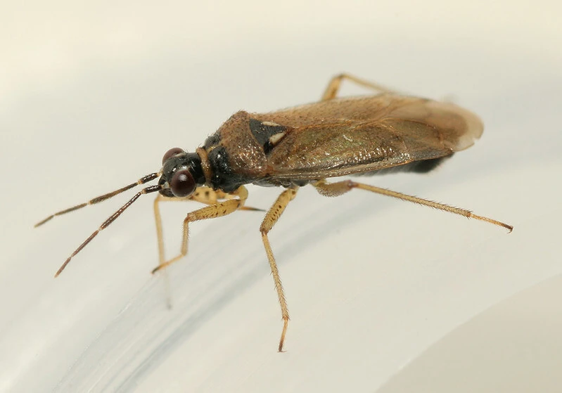 Dicyphus globulifer - kis karcsúnyakú-mezeipoloska
