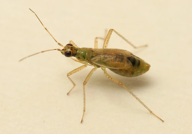 Dicyphus stachydis