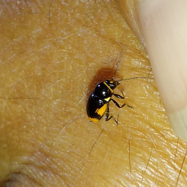 Cryptocephalus moraei - közönséges zömökbogár