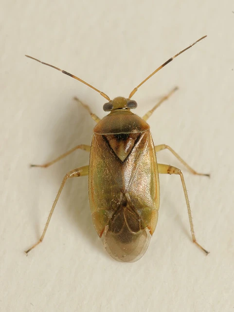 Pinalitus cervinus