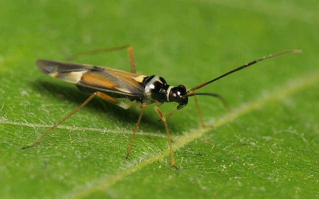 Cyllecoris histrionius - vörössávos mezeipoloska