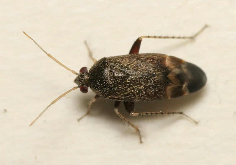Psallus perrisi