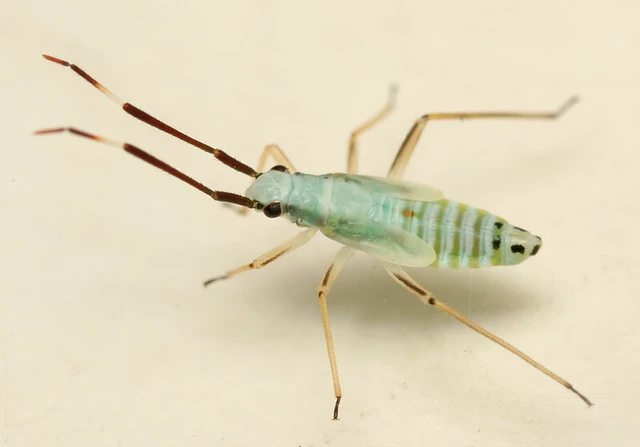 Cyllecoris histrionius - vörössávos mezeipoloska
