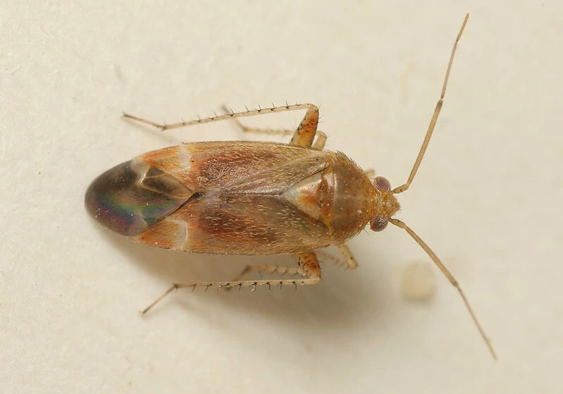 Psallus varians